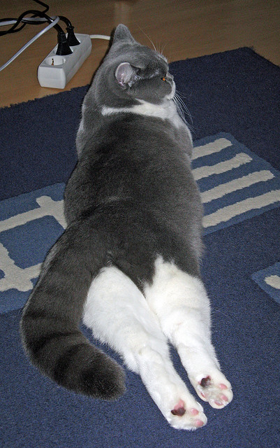 开云官网-山西球星Diallo狂砍篮板助力球队晋级，山西男篮动态